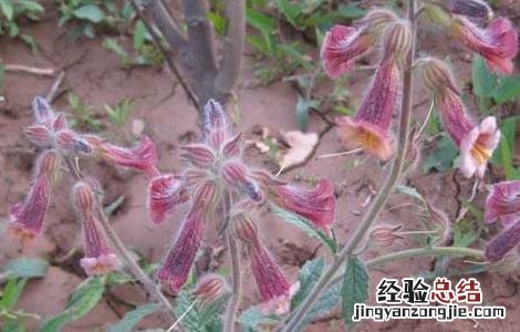 地黄的培养与繁殖技术ppt 地黄的培养与繁殖技术