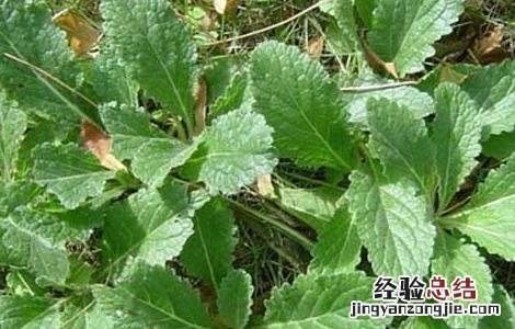 地黄的培养与繁殖技术ppt 地黄的培养与繁殖技术
