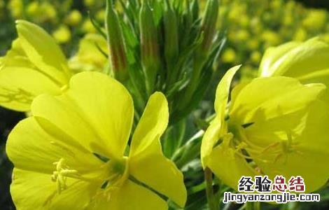 月见草治什么病 月见草虫害防治技术