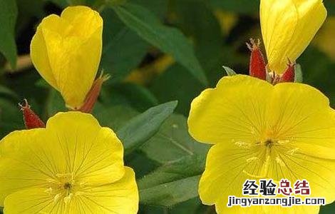 月见草治什么病 月见草虫害防治技术
