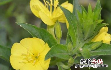 月见草治什么病 月见草虫害防治技术