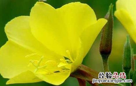 月见草治什么病 月见草虫害防治技术