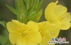 月见草治什么病 月见草虫害防治技术