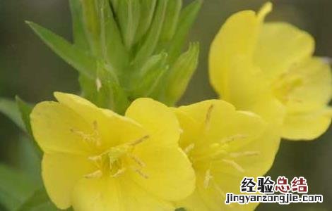 月见草治什么病 月见草虫害防治技术