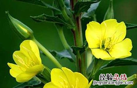 月见草治什么病 月见草虫害防治技术