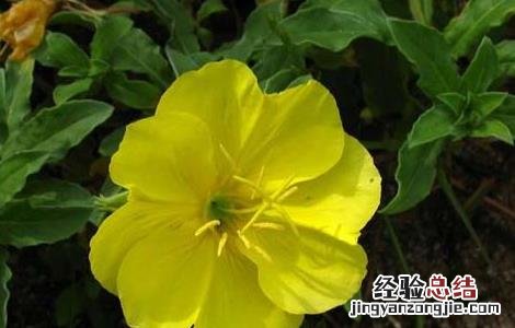 月见草治什么病 月见草虫害防治技术
