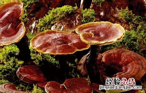 灵芝后期怎样管理 灵芝出芝后管理技术