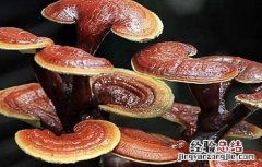 灵芝后期怎样管理 灵芝出芝后管理技术
