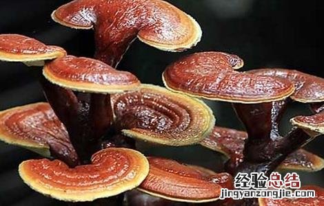 灵芝后期怎样管理 灵芝出芝后管理技术
