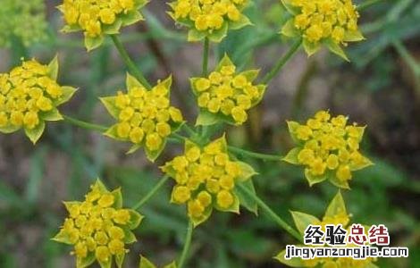 柴胡的高产种植技术
