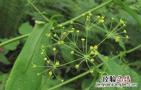 柴胡的高产种植技术
