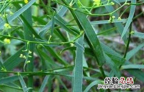 柴胡的高产种植技术