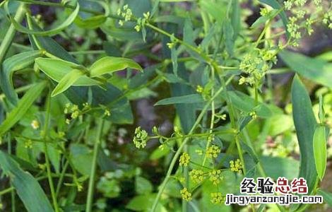 柴胡的高产种植技术