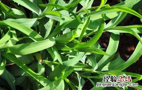 柴胡的高产种植技术