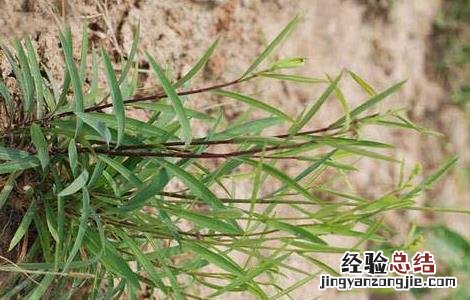 柴胡的高产种植技术