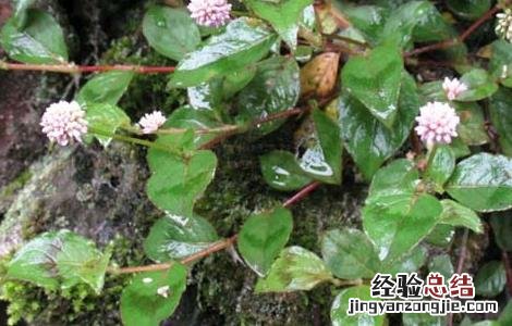 头花蓼虫害防治技术 头花蓼虫害防治技术规程