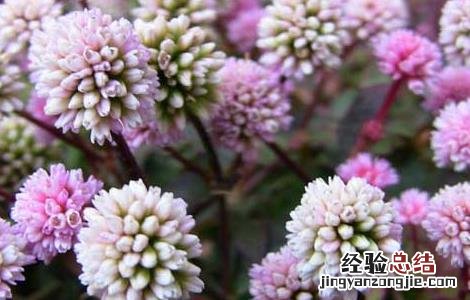 头花蓼虫害防治技术 头花蓼虫害防治技术规程