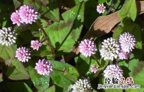 头花蓼虫害防治技术 头花蓼虫害防治技术规程