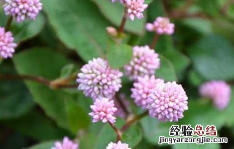 头花蓼虫害防治技术 头花蓼虫害防治技术规程