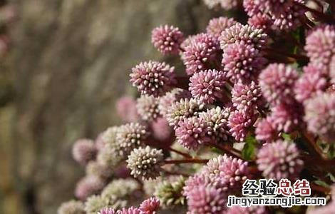 头花蓼虫害防治技术 头花蓼虫害防治技术规程