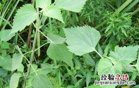 防风的栽培技术 防风的栽培技术还有药用功效