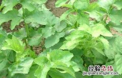 防风的栽培技术 防风的栽培技术还有药用功效