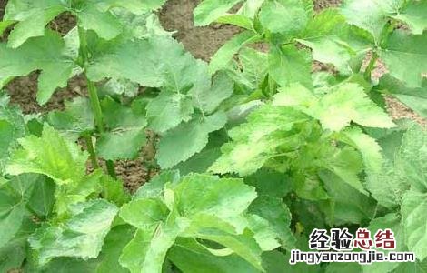 防风的栽培技术 防风的栽培技术还有药用功效