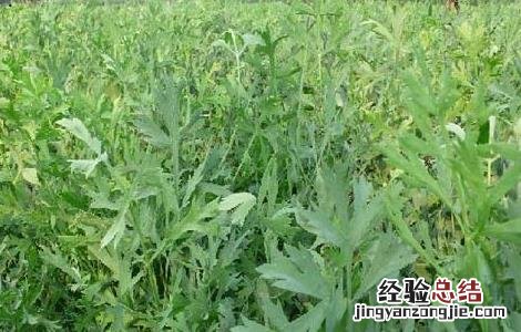 防风的栽培技术 防风的栽培技术还有药用功效
