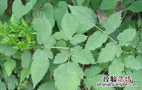 防风的栽培技术 防风的栽培技术还有药用功效