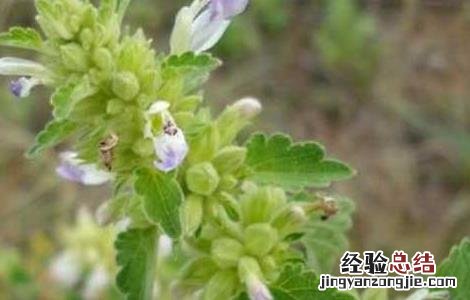 防风的栽培技术 防风的栽培技术还有药用功效
