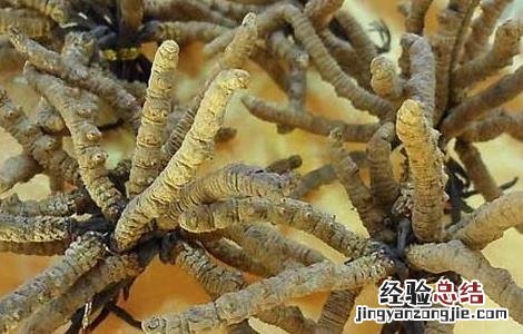 冬虫夏草栽培技术药材种植黔农网 冬虫夏草栽培技术