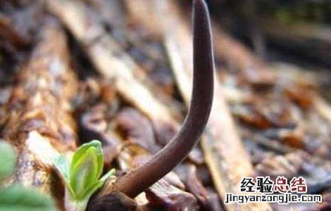 冬虫夏草栽培技术药材种植黔农网 冬虫夏草栽培技术