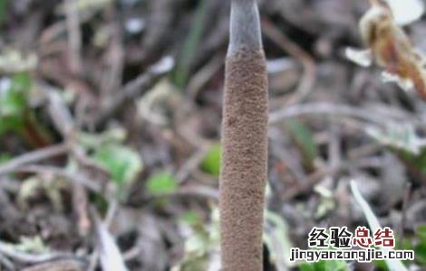冬虫夏草栽培技术药材种植黔农网 冬虫夏草栽培技术