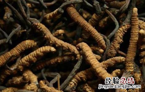 冬虫夏草栽培技术药材种植黔农网 冬虫夏草栽培技术