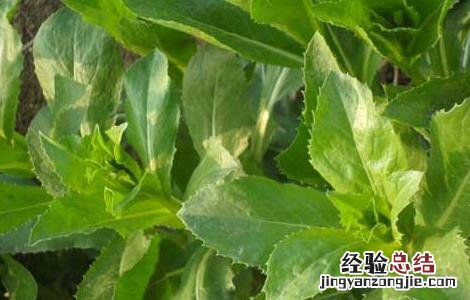 红花栽培技术项目 红花栽培技术