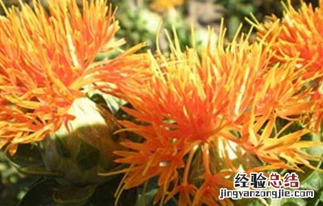 红花栽培技术项目 红花栽培技术