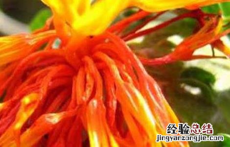 红花栽培技术项目 红花栽培技术