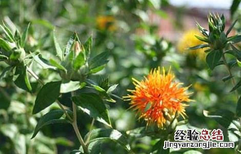红花栽培技术项目 红花栽培技术