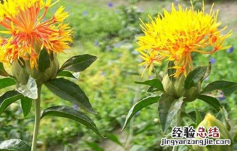 红花栽培技术项目 红花栽培技术