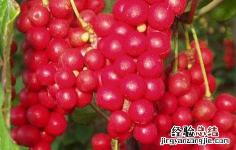 五味子的种植技术 五味子的种植技术有哪些
