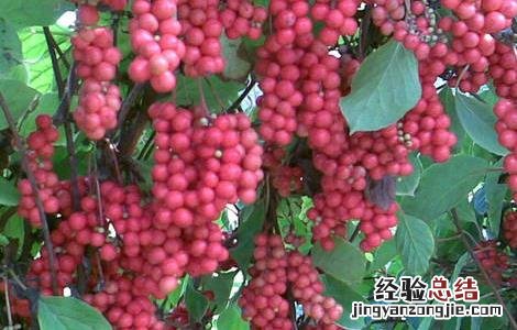 五味子的种植技术 五味子的种植技术有哪些