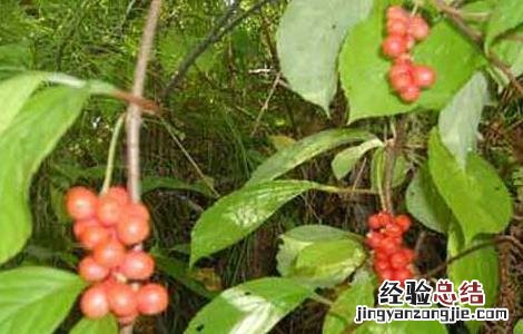五味子的种植技术 五味子的种植技术有哪些