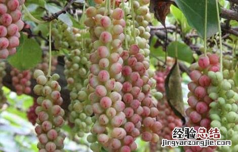 五味子的种植技术 五味子的种植技术有哪些