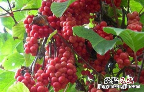 五味子的种植技术 五味子的种植技术有哪些