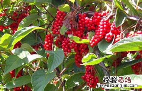 五味子的种植技术 五味子的种植技术有哪些