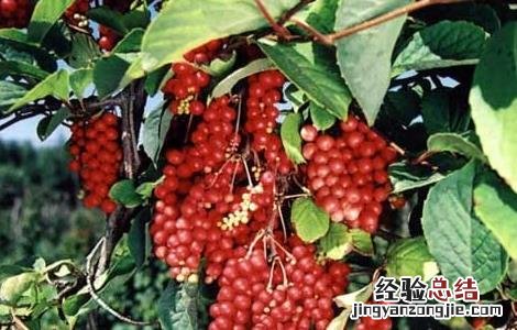五味子的种植技术 五味子的种植技术有哪些