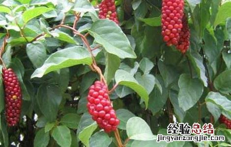 五味子的种植技术 五味子的种植技术有哪些