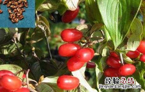山茱萸的冬季修剪技术与管理 山茱萸的冬季修剪技术