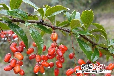 山茱萸的冬季修剪技术与管理 山茱萸的冬季修剪技术