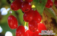 山茱萸的冬季修剪技术与管理 山茱萸的冬季修剪技术